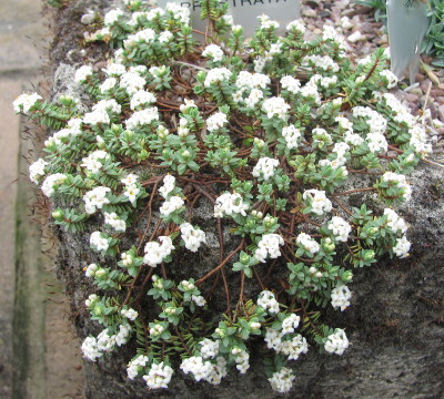 Pimelea prostrata 